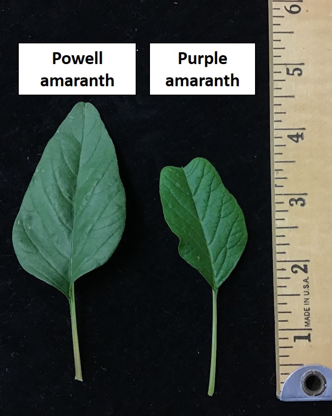 Purple amaranth (left) and powell amaranth (right)